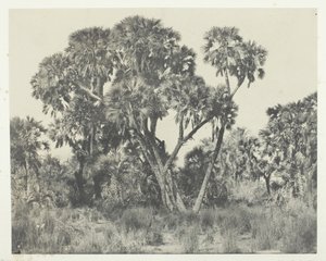 Palmiers Doums, Oberägypten, 1849-51, gedruckt 1852 von Maxime Du Camp