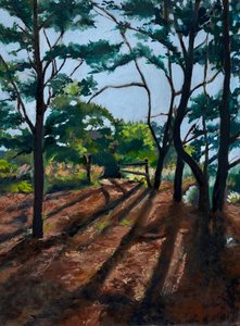 Waldweg mit langen Schatten