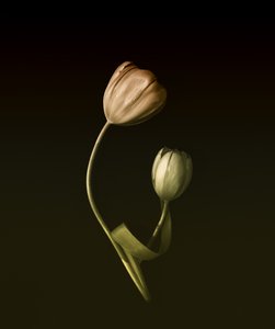 Gedämpfte Tulpenumarmung von May G
