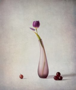 Lila Tulpe Stillleben von May G