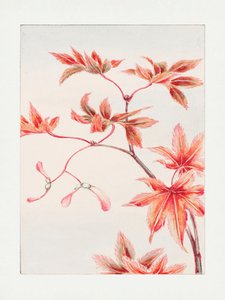 Zweig des Momiji-Ahorns mit Blättern und Samen (1870–1880) von Megata Morikaga