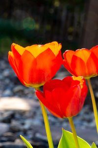 Leuchtende Tulpe