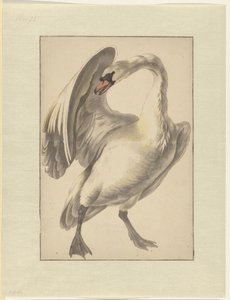 Weißer zahmer Schwan von Melchior d