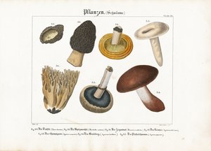 Essbare und giftige Pilze
