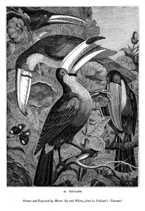 Tukane, ca. 1770-1820, 1843