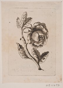 Eine Rose von Michael Fosie