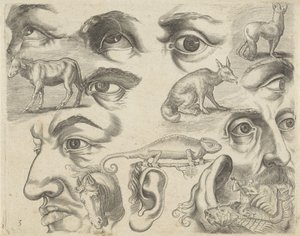 Studienblatt mit Zeichenbeispielen: Augen, Köpfe und Tiere (Serie) von Michael Snijders
