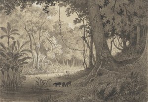 Waldlandschaft bei Tamana