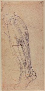 Beinstudie