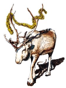 Weihnachtsrentier auf Weiß, 2020