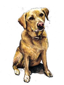Daisy der Labrador auf Weiß, 2020