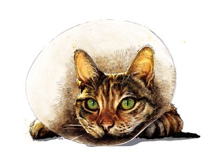 Gute Besserung Katze auf Weiß, 2020
