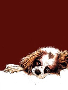 Meg der Spaniel auf Rotoxid