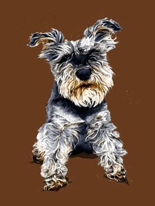 Ollie der Schnauzer auf Gebranntem Orange