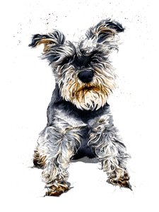 Ollie Der Schnauzer auf Weiß von Mike Davis