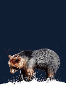 Der Bär auf Mitternachtsblau von Mike Davis