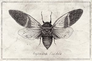 Insektenillustration