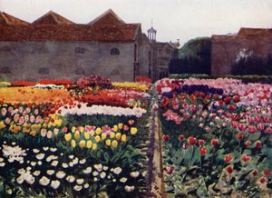 Ein Garten eines Zwiebelzüchters