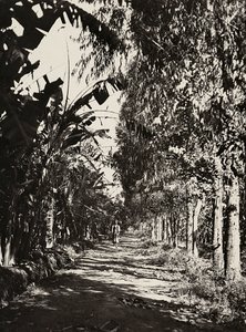 „Ein Imperium aufbauen“ im faschistischen Zeitalter: ein Obstgarten in Cheren, 09/05/1936