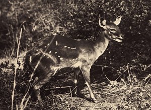 „Ein Imperium aufbauen“ im faschistischen Zeitalter: Antilope, 09/05/1936 von Modestino Baldinetti