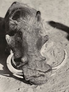 „Ein Imperium aufbauen“ im faschistischen Zeitalter: Kopf eines Wildschweins, 09.05.1936