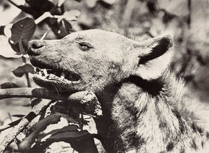 Bau eines Imperiums im faschistischen Zeitalter: Kopf einer Hyäne, 09/05/1936 von Modestino Baldinetti