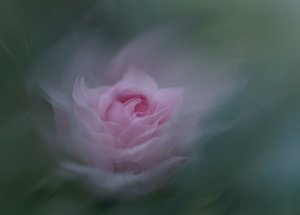 Träumende rosa Rose von Molly Fu APA
