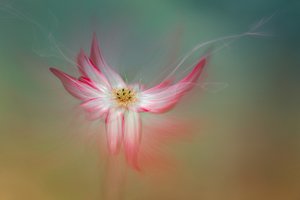 Ätherische Rosa Blume