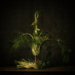 Stimmungsvolles Fenchel Stillleben