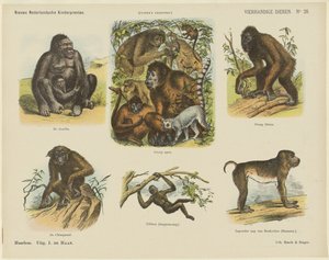 Vierhändige Tiere (Titel auf Objekt)
Neue Niederländische Kinderbilder (Serientitel auf Objekt)
Funke