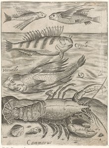 Studienblatt mit vier Fischen und einem Krebs