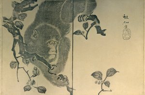Affe, 1815, 1924