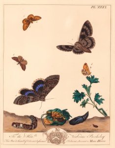Kleiner Perlmutterfalter und Blaue Eule von Moses Harris