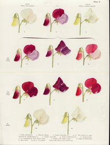 Falsche Allelomorphie bei Süßerbsen von Muriel Wheldale (after) Onslow