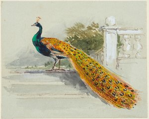 Pfau, ca. 1640-99 von Myles Birket Foster