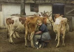 Kühe melken. Westjütland