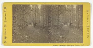 Kathedralenwälder, North Conway, N.H., Mitte des 19. Jahrhunderts von N.W. Pease