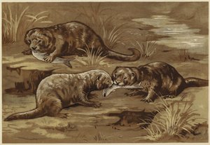 Über Otter von N. Parker