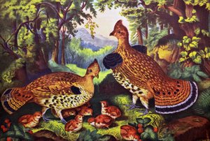 Die glückliche Familie, Raufußhühner und Junge