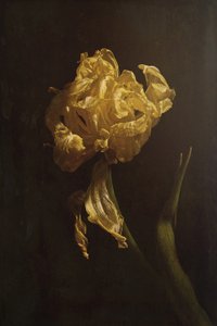 Goldene Tulpen Verfall von Naoya Nakagawa