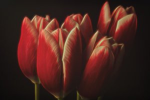 Stimmungsvolle Rote Tulpen von Naoya Nakagawa