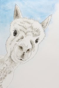 Neugieriges Alpaka Porträt