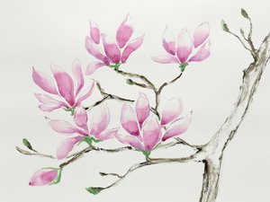 Zarte rosa Magnolien