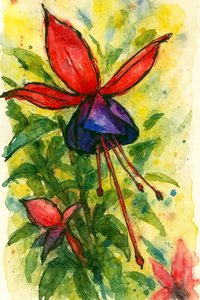 Fuchsien-Aquarellblüte