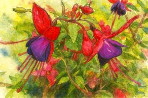 Lebendige Fuchsienblüten