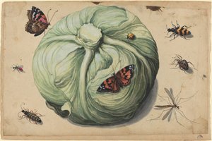 Kohlkopf mit Insekten