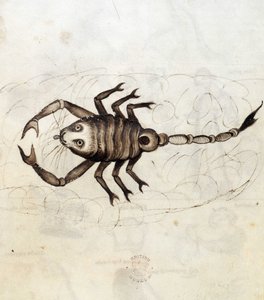 Das Sternzeichen Skorpion (Pergament) von Netherlandish School
