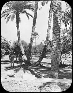 General Gordons Garten, Khartum, Sudan, ca. 1890