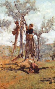 Die Olivenernte, ca. 1892 von Niccolo Cannicci