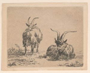 Zwei Ziegen von Nicolaes Berchem